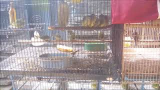 Unduh 65 Gambar Burung Opior Jawa Terbaik Gratis