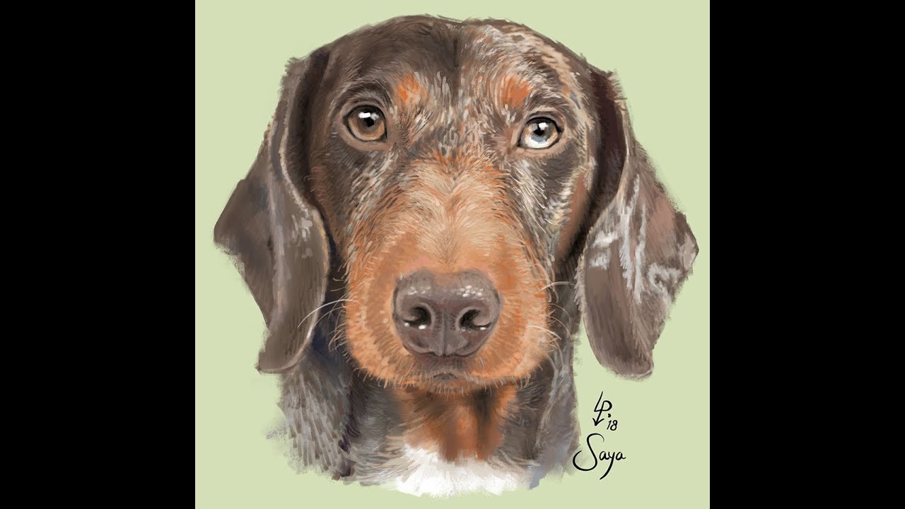 How To Draw A Dachshund Portrait In Procreate Process Video Youtube