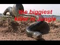 National Geographic HD documentary - Annacoda snake - what do we know about them?