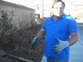 growquest bare root rose planting.avi