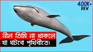 মহাসাগরের সকল নীল তিমি মারা গেলে যা ঘটবে পৃথিবীতে! | Blue Whale Documentary Bangla | Unknwon Fact BD