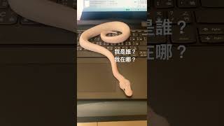 小白日常 Who am I？Where am I？#shorts #ballpython #pet #pets #snack #球蟒 #藍眼白#爬虫類 #爬虫類イベント #爬蟲類 #爬寵#萌宠