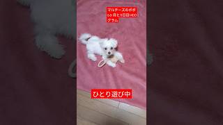 【子犬6ヶ月動画】ひとり遊びに夢中子犬　#マルチーズ#マルチーズ6ヶ月#マルチーズのポポ#ポポ#maltese #dog #可愛い子犬 #成長#成長記録 #ひとり遊び#ボール遊び#おもちゃ