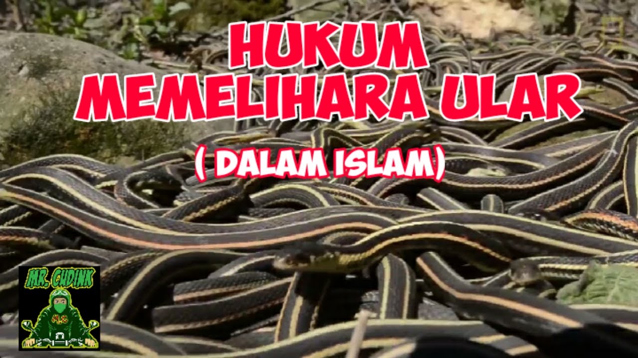 HUKUM MEMELIHARA ULAR #hukummemeliharaular #hewanpeliharaan #ular - YouTube