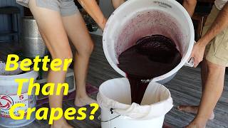The Perfect Red Wine EVERYONE Can Make! | How to Make Mulberry Wine at Home