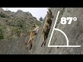 15 Tragic Moments! Almost Vertical Escape of Ibex From Fox