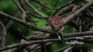 Burmese Shrike in the morning at Cat Tien national park