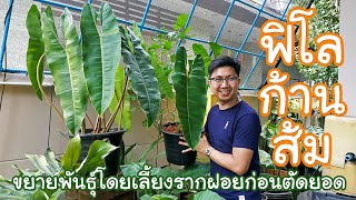 ขยายพันธุ์ฟิโลก้านส้ม(PhilodendronBillietiae):โดยวิธีเลี้ยงรากฝอยก่อนตัดยอดเพื่อให้เปอร์เซ็นรอดสูง