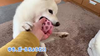 【柴犬ゆき】ボール遊び編