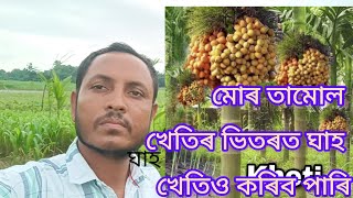 মোৰ তামোল খেতিৰ ভিতৰত ঘাহ খেতিও কৰিব পাৰি