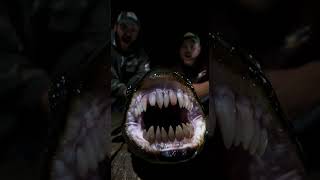 😱 Human Teeth Fish?! | Nature's SCARIEST Secret | #shorts  #fish #creepy #nature #bizarre