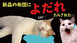 買ったばかりの布団に猫がよだれをたらしてました【関西弁でしゃべる猫】【猫アテレコ】