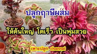 ฤาษีผสม ปลูกฤาษีผสมให้ต้นใหญ่ โตเร็ว และแตกพุ่มสวย/เพาะปลูก channel#ฤาษีผสม#coleus #จัดสวน