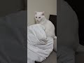 シーツとカバー洗濯中🌀👕枕元に猫が…？一緒に寝たいのかな？