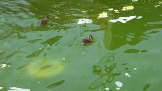 20130707 東村山駅前カルガモ（１）