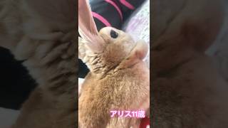 【うさぎ】アリス11歳へやんぽ