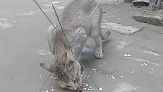 wild cat trap using glue(বন বিড়াল ধরার ফাঁদ)