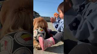 【癒し動画】2人でボール遊び🐶👧#shorts  #animaldog #dogstagram #dogbreeds #puppy #dogtypes #animal #dog #cute