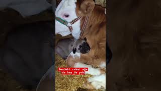 Yavru köpekte işini biliyor en güzel uyku çekilecek yerde uyuyor #keşfet #cow #inek #animals #köpek