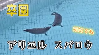 卒園おめでとう🦭アリエル・スパロウ 元気でぽよよでね【アザラシ幼稚園】