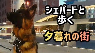 【ジャーマンシェパード】秋の夕暮れ時を愛犬と散歩してきました！[German Shepherd] I went on an evening walk with my dog!