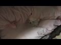 犬が布団から顔を出す仕草がカワイイ！チワワのコハクさん【a dog lurking in a futon】 a cute little chihuahua gesture like a mole