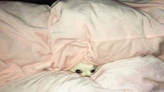 犬が布団から顔を出す仕草がカワイイ！チワワのコハクさん【A dog lurking in a futon】 A cute little chihuahua gesture like a mole