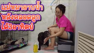 อาบน้ำให้แม่หมาหลังคลอด3อาทิตย์ | EP. 97