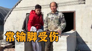 常输脚受伤，三百斤大猪聪聪一人装上车，深深体会到老爸不容易【农村傻大妮儿】