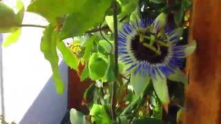 Passion Flower Vine in bloom