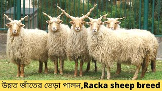 উন্নত জাঁতের ভেড়া পালন, Sheep farming / racka sheep breed