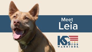 Meet Leia - A Service Dog-in-Training | K9s For Warriors