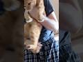 ❤️ THINGS CATS LOVE (PT5+) ❤️ #cat #viral #funny #shorts