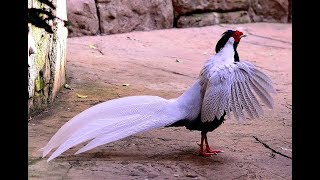 Watch Artistic Silver Pheasant At Close Quarters