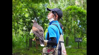 鳩害対策で鷹匠さんがやってきた A Lady Hawker Came to Our Apartment #bird #タカ #hawkerfood #鷹匠