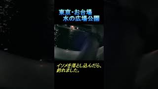 スマホいじってる最中に魚が釣れる。お台場・水の広場公園　#Shorts