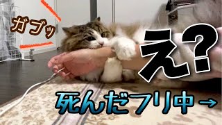 死んだフリしてみたけど思ってたのと違った【スコティッシュフォールド】