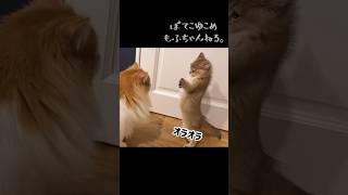 子猫のこんな威嚇見たことある？w #shorts #子猫 #猫動画