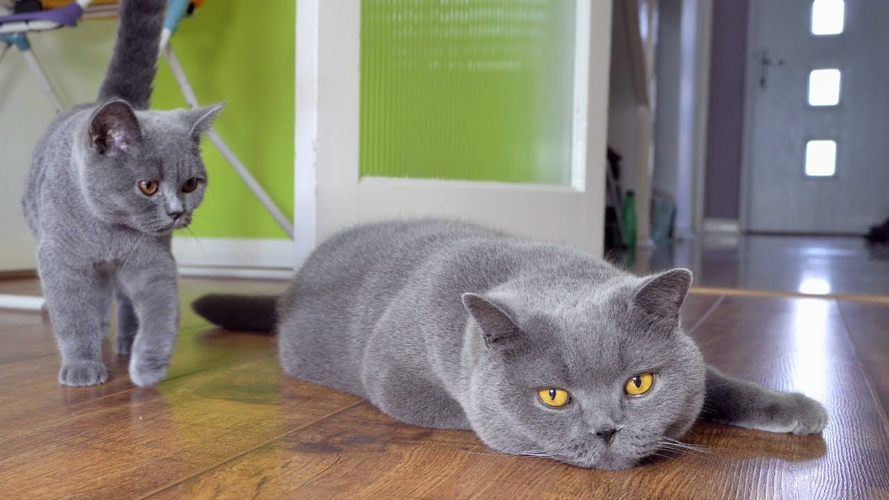 Blue British Shorthair Cats - YouTube