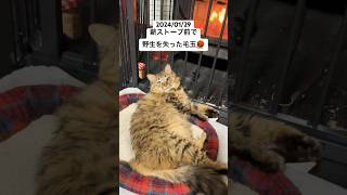 薪ストーブ前で野生を失った毛玉🧶2024/01/29 #保護猫 ##猫 #長毛猫 #ねこ #薪ストーブ #毛玉