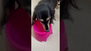 【ASMR】水を飲むかわいい老犬#shorts