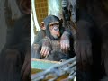 Newborn Baby Chimpanzee Takes a Tumble !! #shorts