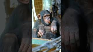 Newborn Baby Chimpanzee Takes a Tumble !! #shorts