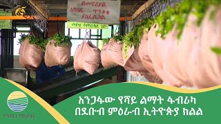 አንጋፋው የሻይ ልማት ፋብሪካ በደቡብ ምዕራብ ኢትዮጵያ ክልል