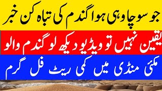 Today Wheat price in punjab//گندم کا ریٹ 2024/munji makki till sarso/Galla mandi rate today