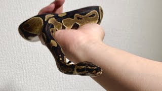 【ボールパイソン】脱皮後のツヤツヤ鱗がまぶしい！ノーマルカラーも渋くて良き笑【Ball Python】