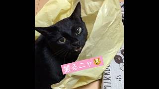 カメラ撮影を拒否する猫！ #しゃべる猫 #天才猫