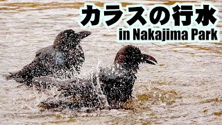 カラス嫌いは見ちゃダメ！「カラスの行水」　Crows in Nakajima Park