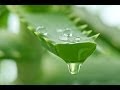 Aloe Vera Gel Extraction Aloe Vera Gel Extraction