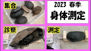 2023春カメの身体測定！1年でどんだけ大きくなれる？メリアブ食わせて太らすぞ！